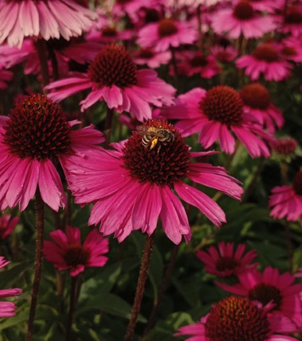 ECHINACEA PURPUREA PICKUP PINK