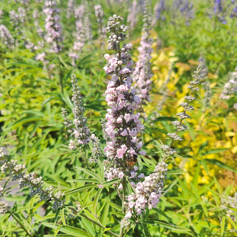 VITEX AGNUS CASTUS PINK PINNACLE
