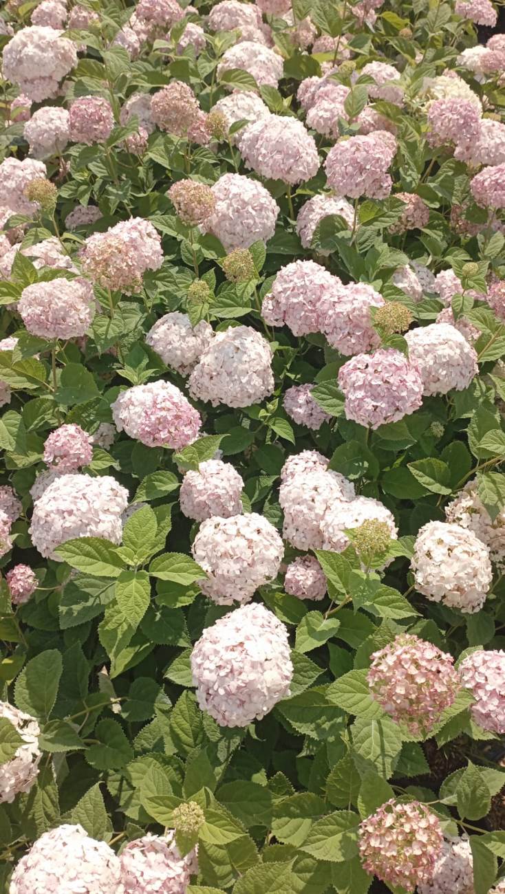 HYDRANGEA ARB. CANDYBELLE BUBBLEGUM
