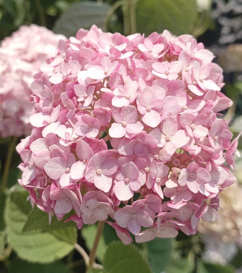 HYDRANGEA ARB. CANDYBELLE BUBBLEGUM