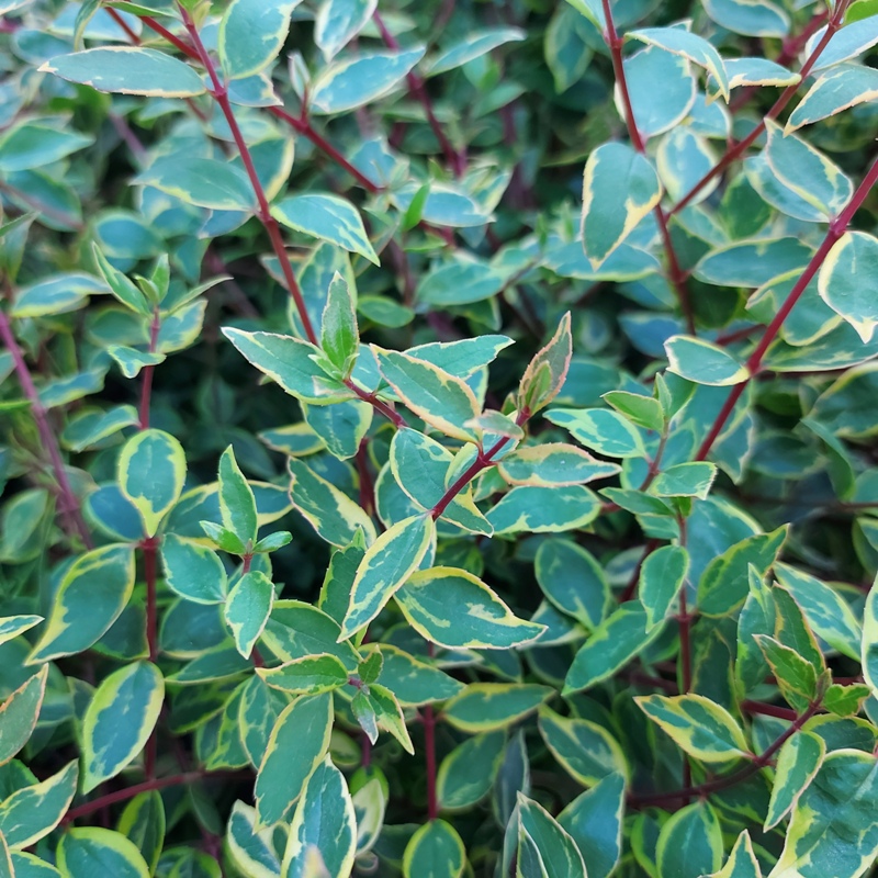 ABELIA X GRANDIFLORA SUNSHINE DAYDREAM