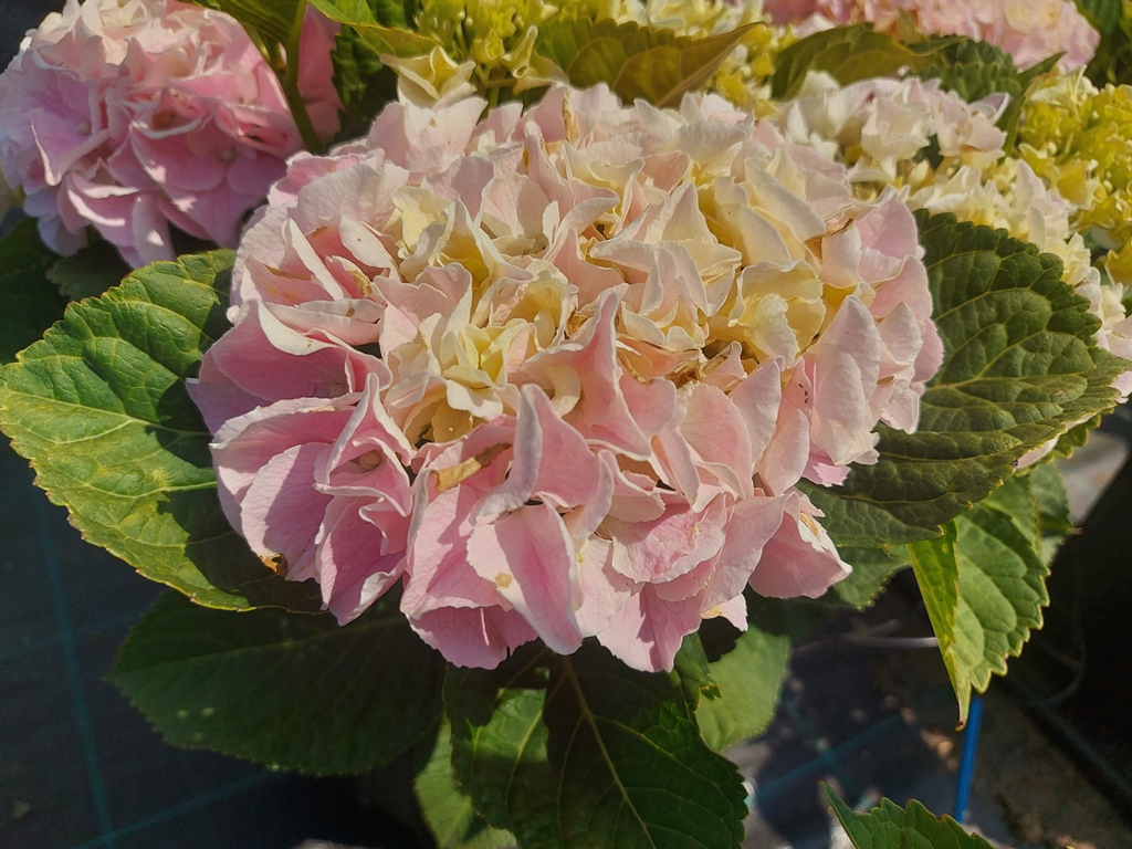 HYDRANGEA MACROPHYLLA PINK SENSATION