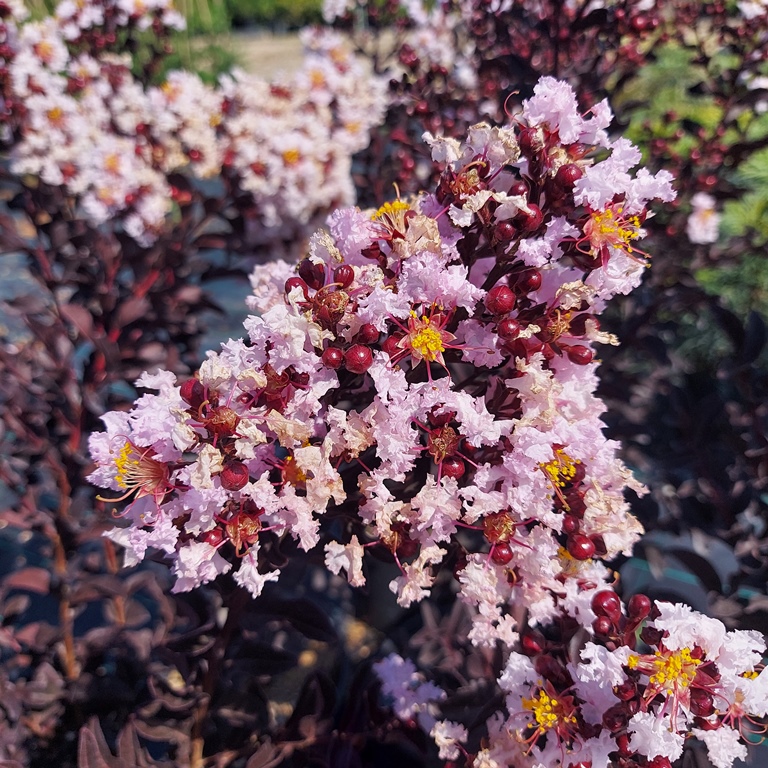LAGERSTROEMIA BLACK DIAMOND BLUSH