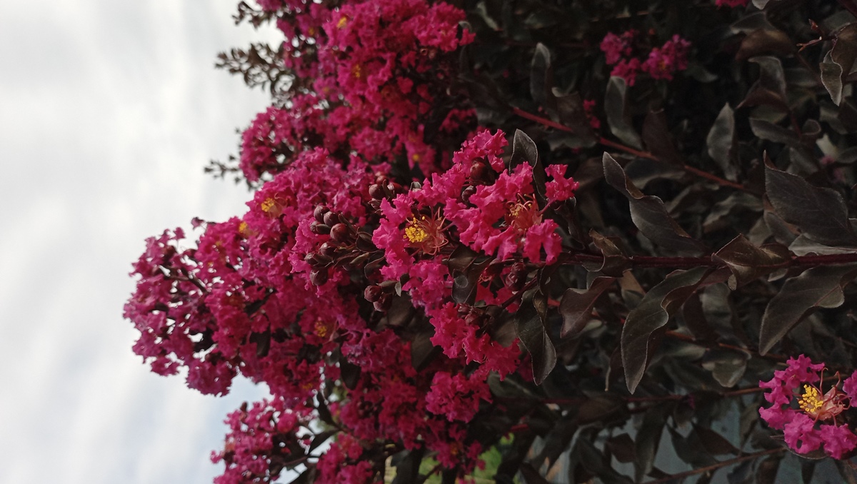 LAGERSTROEMIA BLACK DIAMOND MYS.MAGENTA