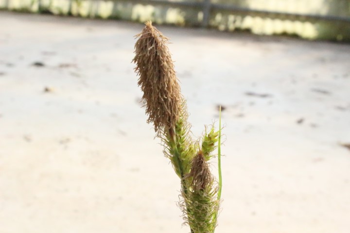 CAREX MORROWII RIBBON FALLS