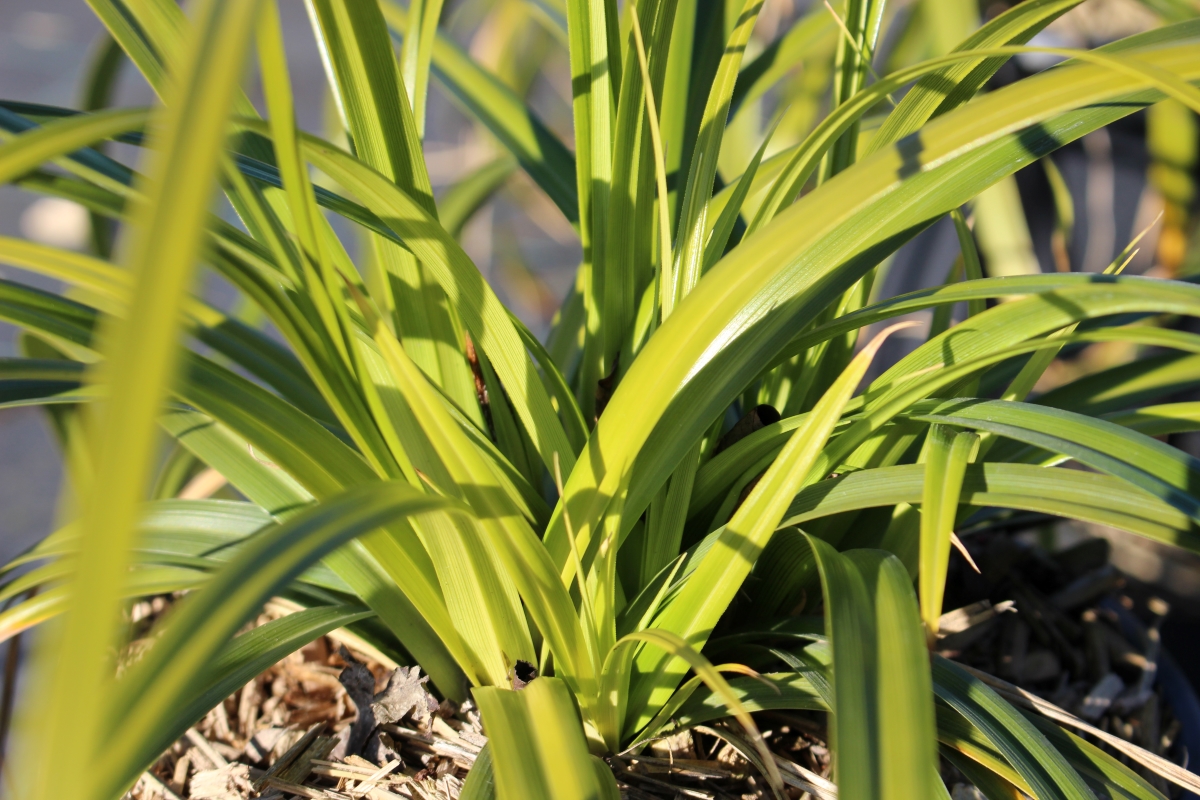 CAREX MORROWII RIBBON FALLS