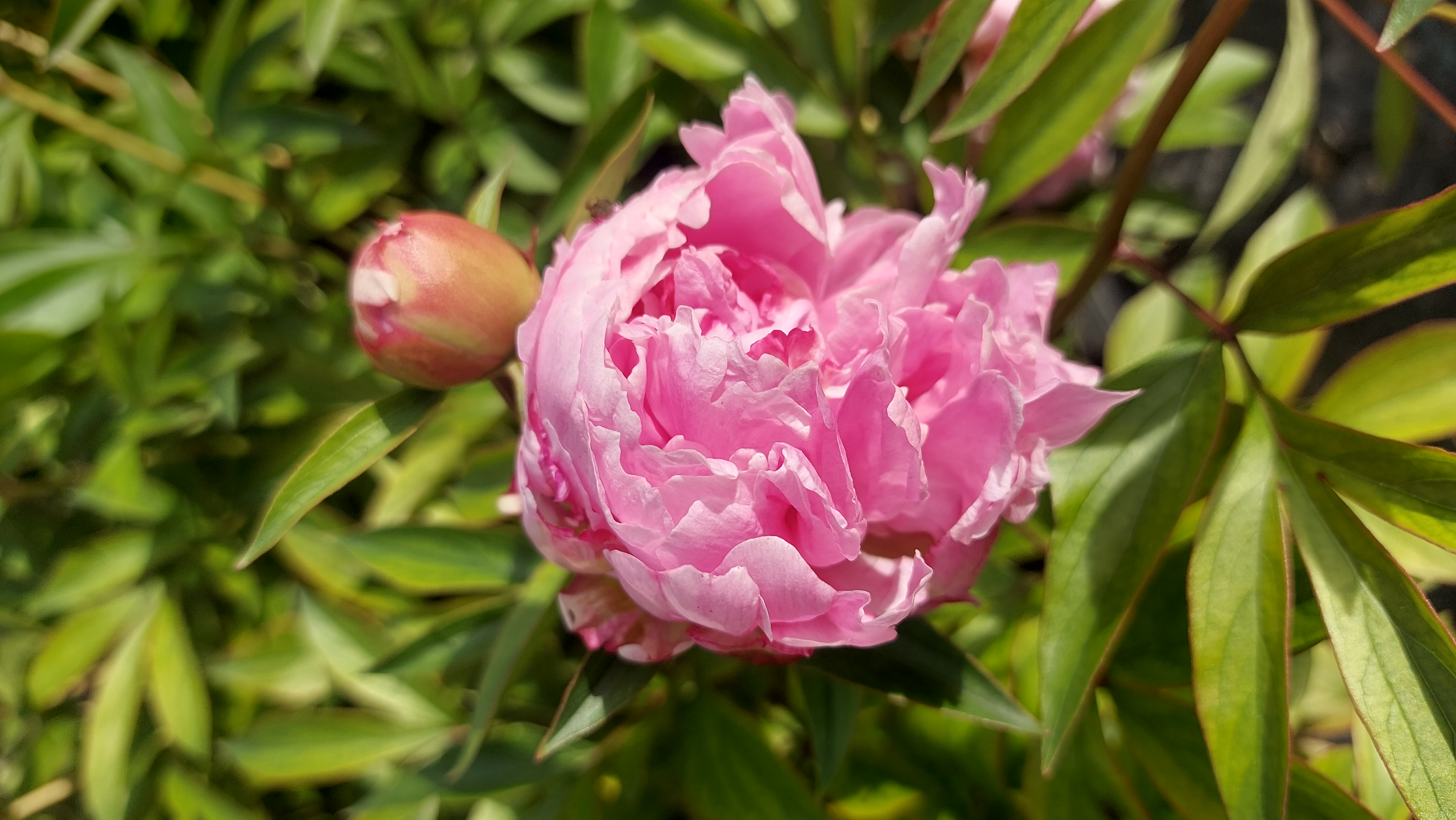 PAEONIA LACTIFLORA DR. ALEXANDER FLEMING