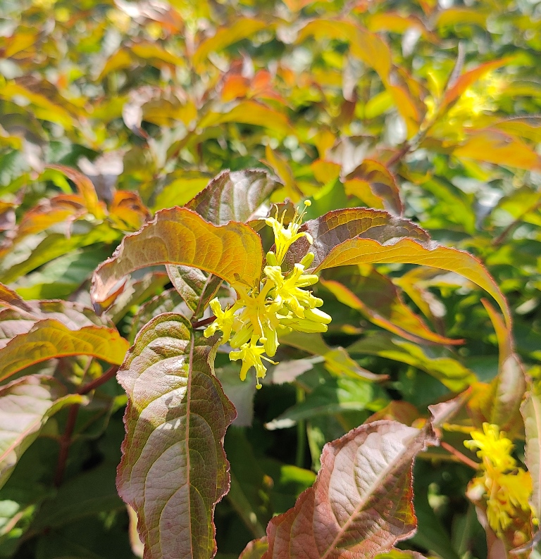 DIERVILLA SESSIFOLIA DISE