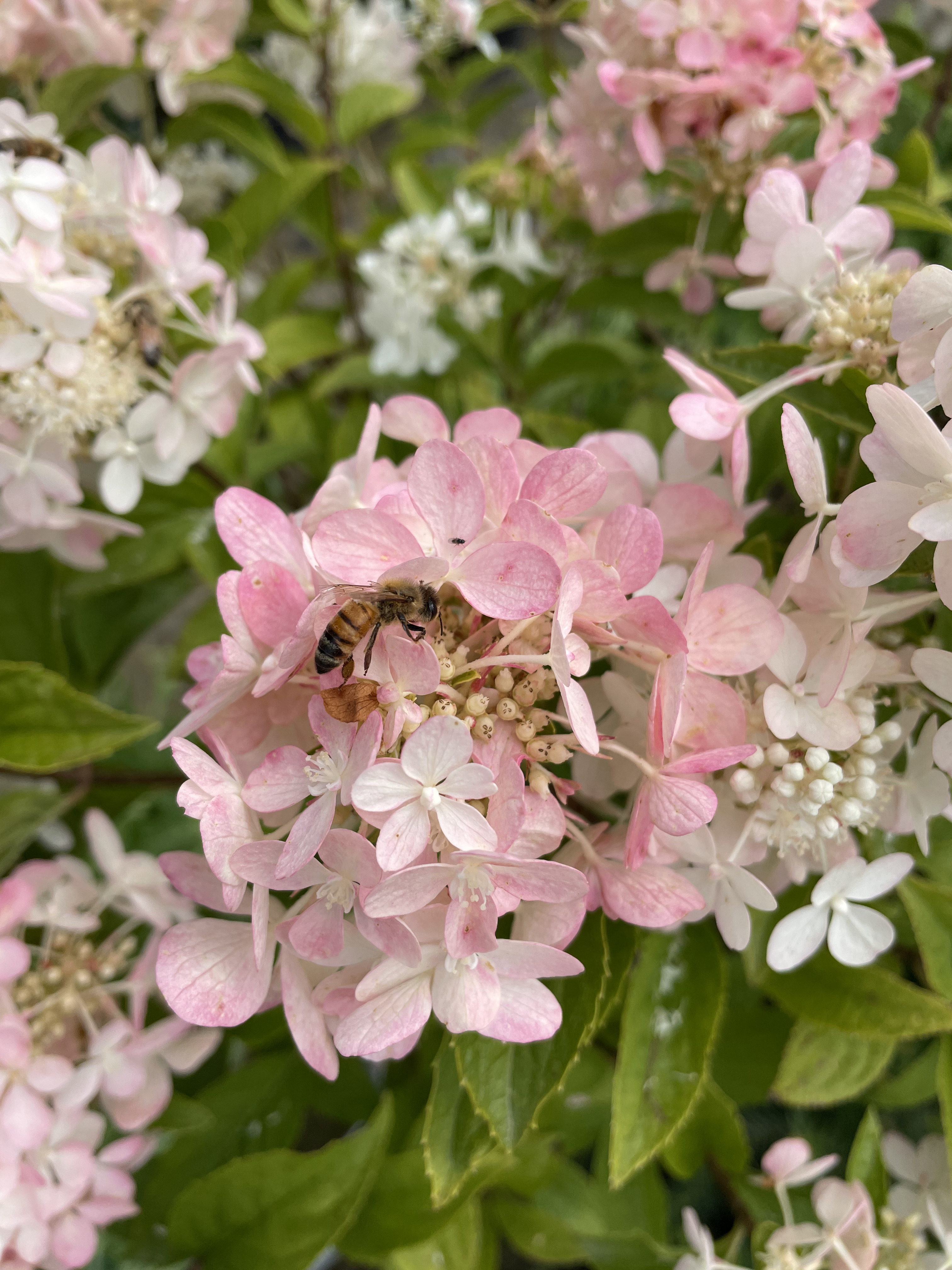 HYDRANGEA PANICULATA PETITE STAR