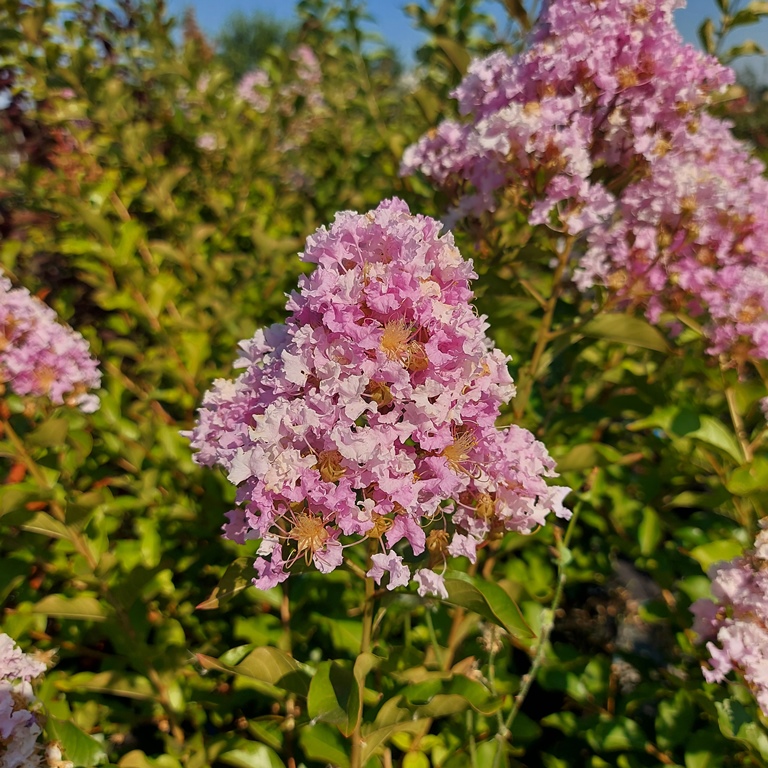 LAGERSTROEMIA INDICA X L.FAURIEI MUSKOGE
