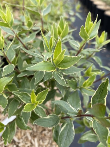 ABELIA X GRANDIFLORA LUCKY LOTS