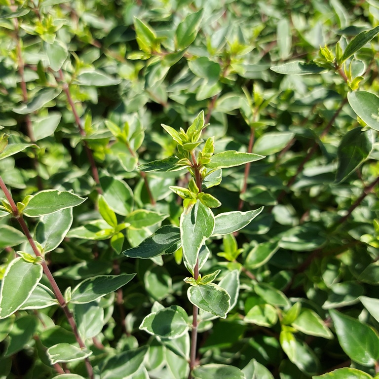 ABELIA X GRANDIFLORA LUCKY LOTS