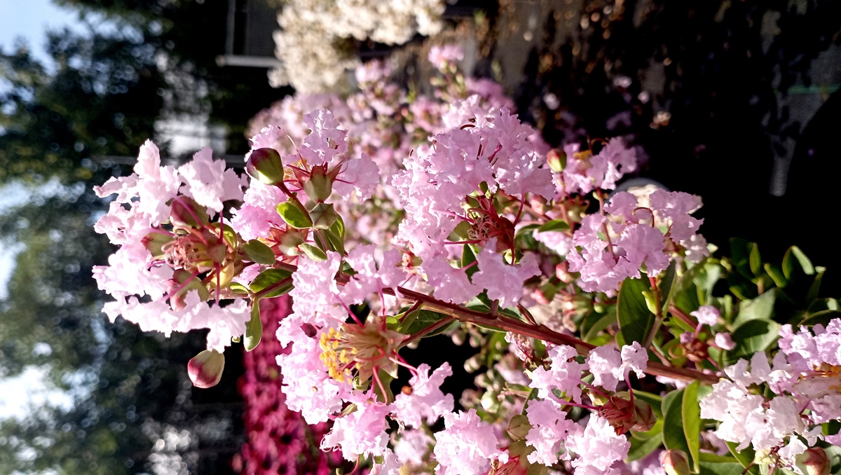 LAGERSTROEMIA INDICA WITH LOVE BABE