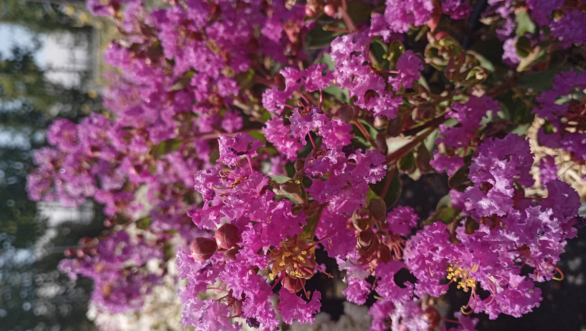 LAGERSTROEMIA INDICA WITH LOVE ETERNAL