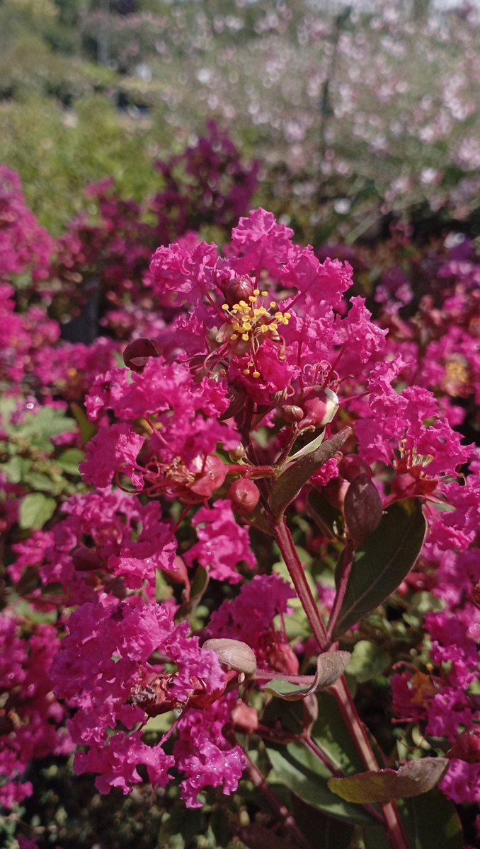 LAGERSTROEMIA INDICA WITH LOVE KISS