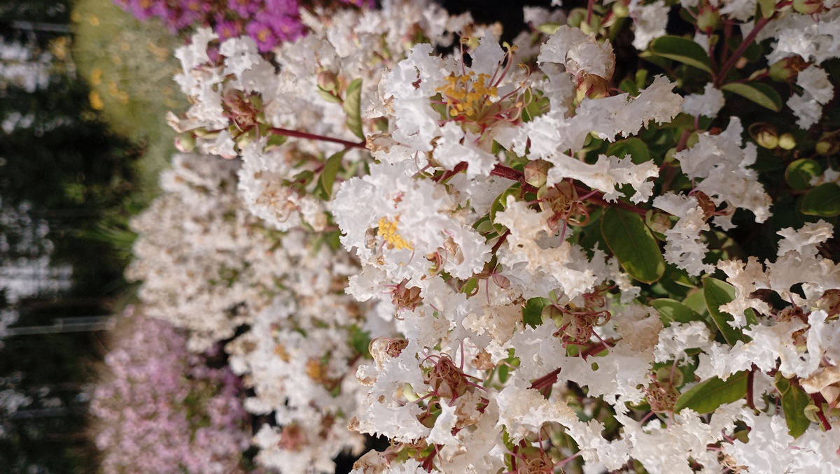 LAGERSTROEMIA INDICA WITH LOVE VIRGIN