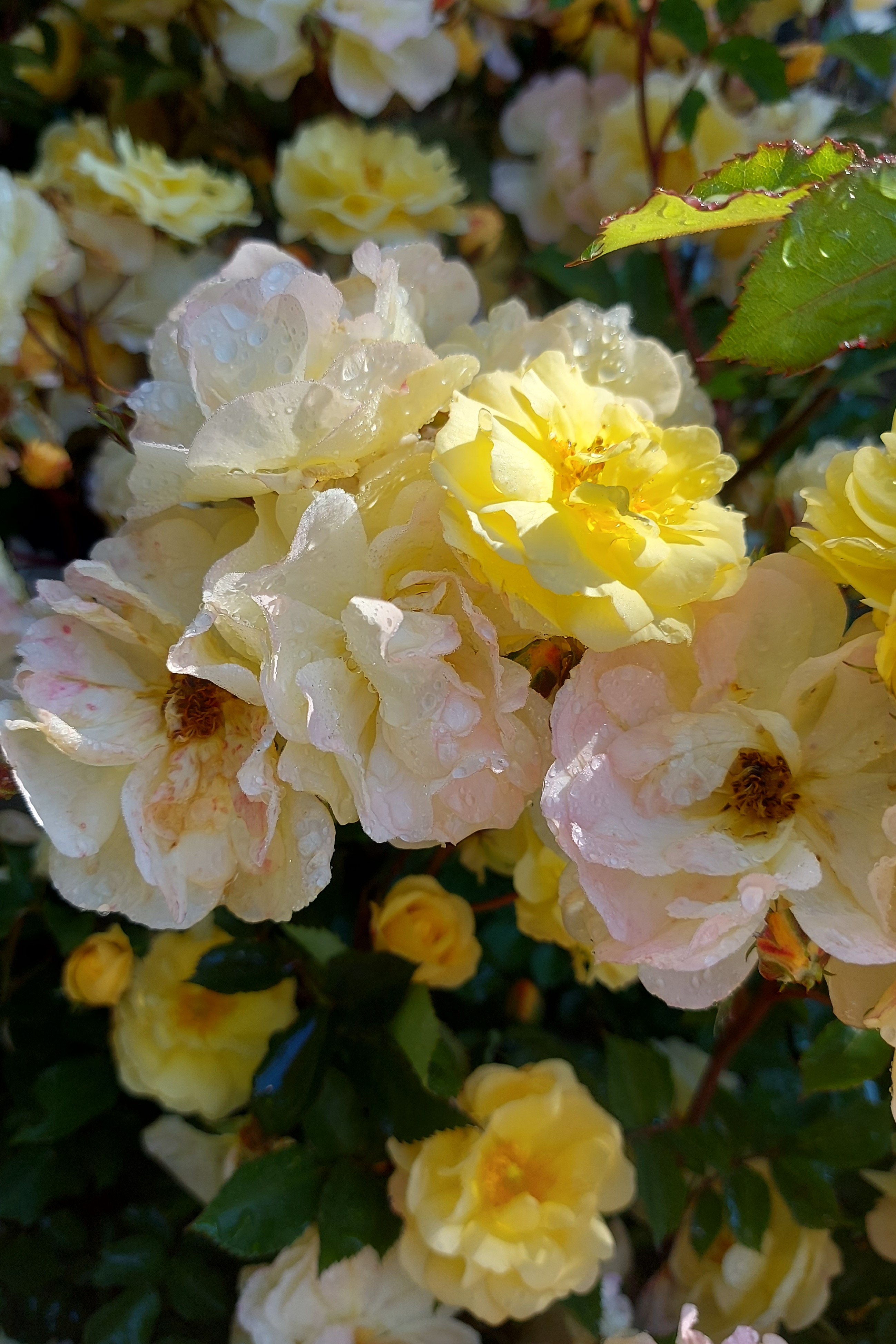 ROSA REVE DE PARIS