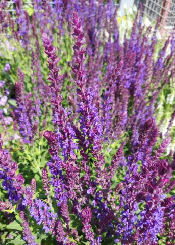 SALVIA SUPERBA BLAUKÖNIGIN