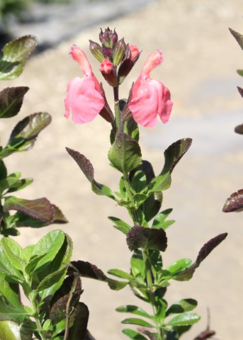 SALVIA X JAMENSIS ROSA
