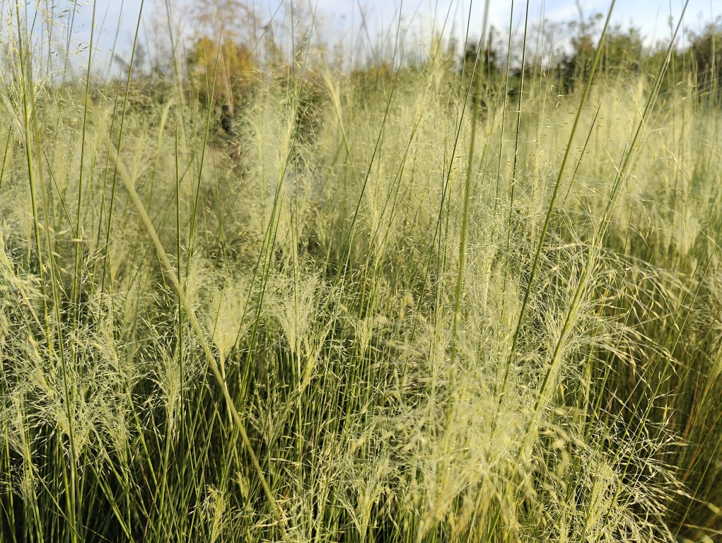 MUHLENBERGIA CAPILLARIS WHITE CLOUD