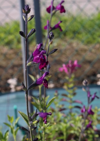SALVIA GREGII AMETHYST LIPS