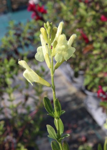 SALVIA MICROPHYLLA GIALLA