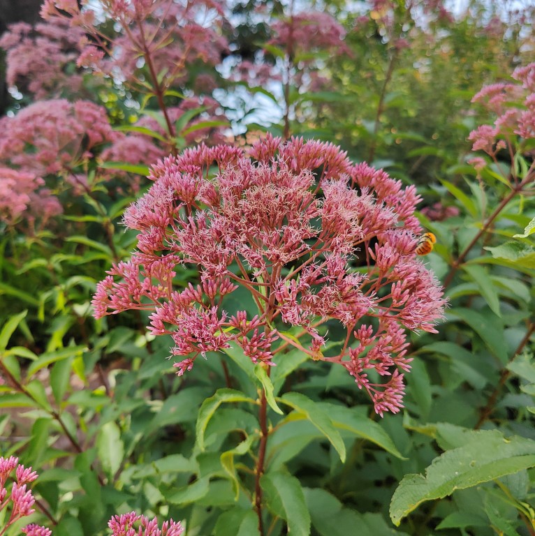 EUPATORIUM DUBIUM BABY JOE