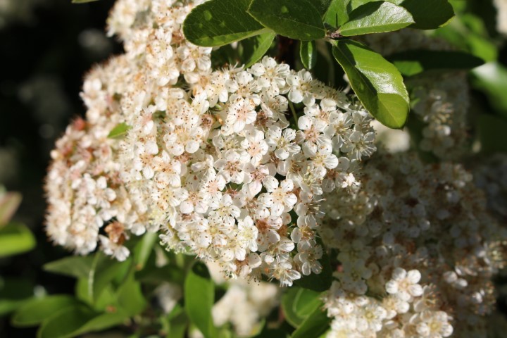 SPIRAEA MEDIA DOUBLE PLAY BLUE KAZOO