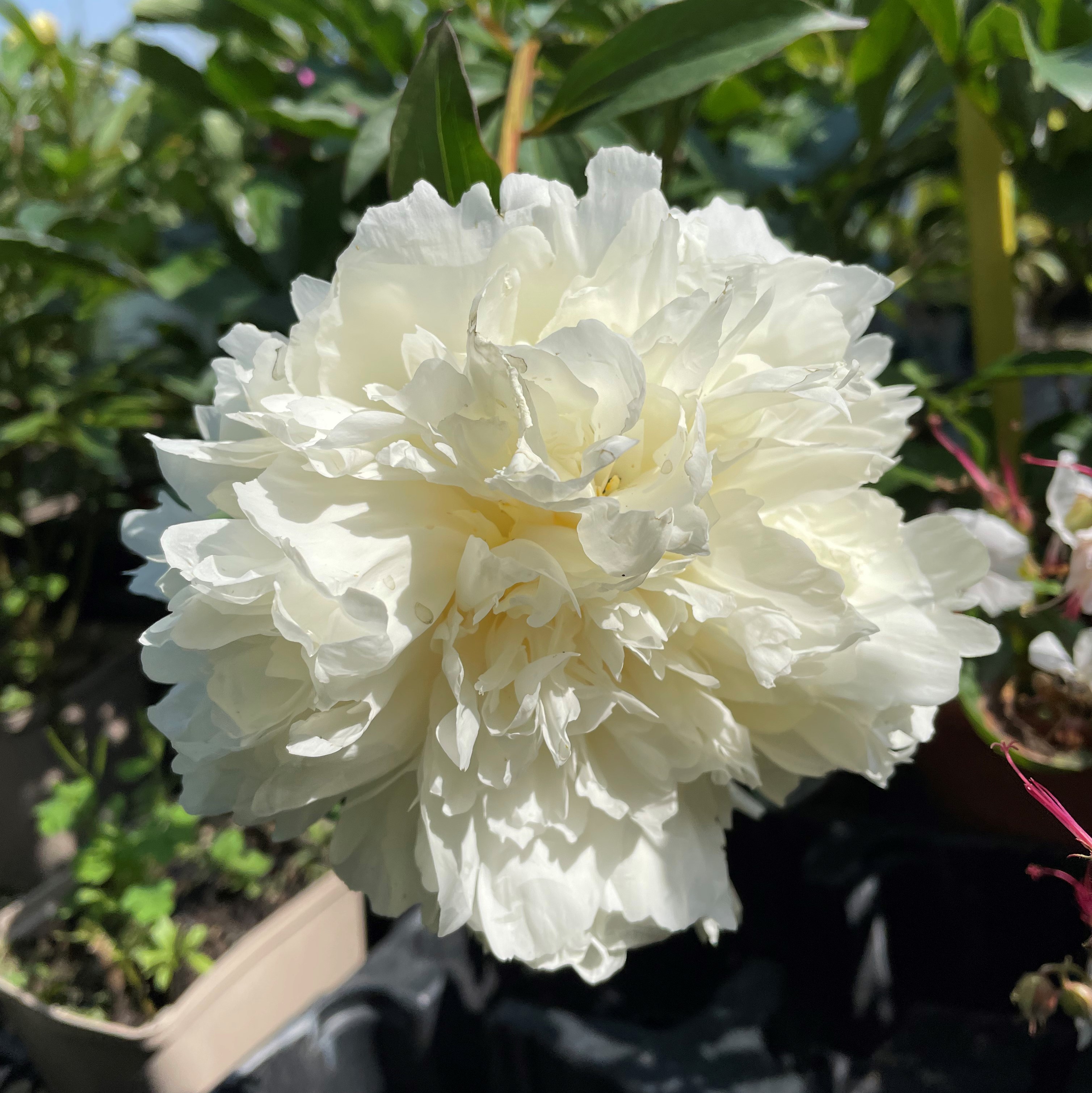 PAEONIA LACTIFLORA GARDENIA