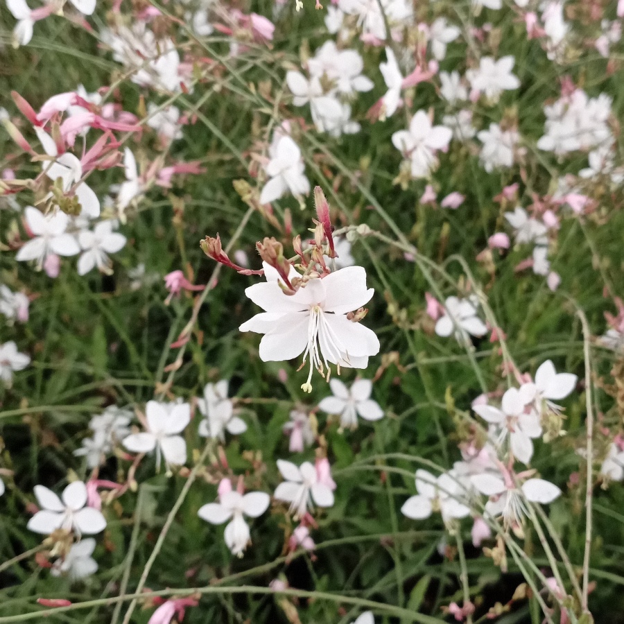GAURA LINDHEIMERI SHORT FORM