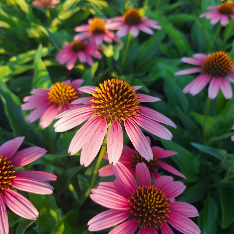 ECHINACEA PURPUREA SENSATION CORAL