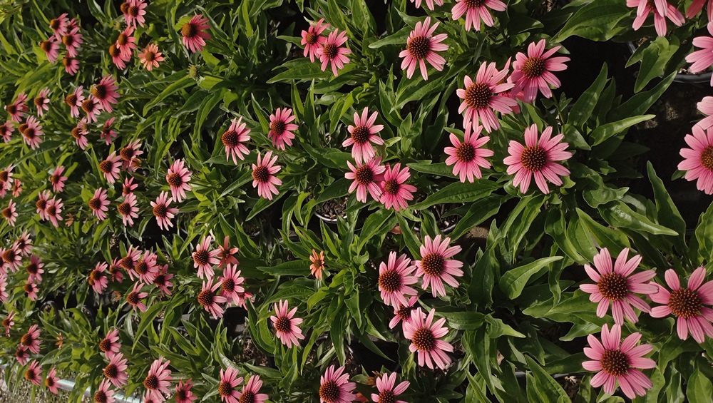 ECHINACEA PURPUREA SENSATION CORAL