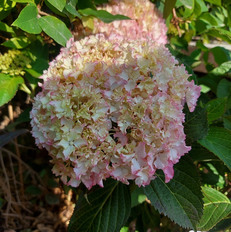 HYDRANGEA MACROPHYLLA SO LONG SUNNY