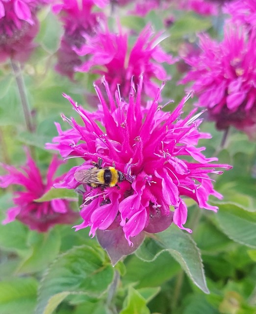 MONARDA HYBRIDA BEE FEE