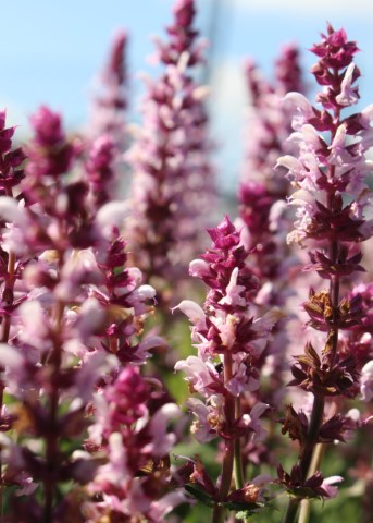 SALVIA NEMOROSA SALUTE LIGHT PINK