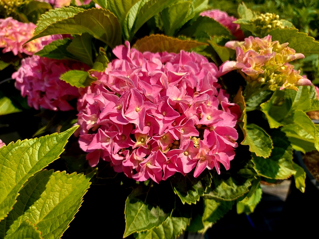 HYDRANGEA MACROPHYLLA EARLY PINK