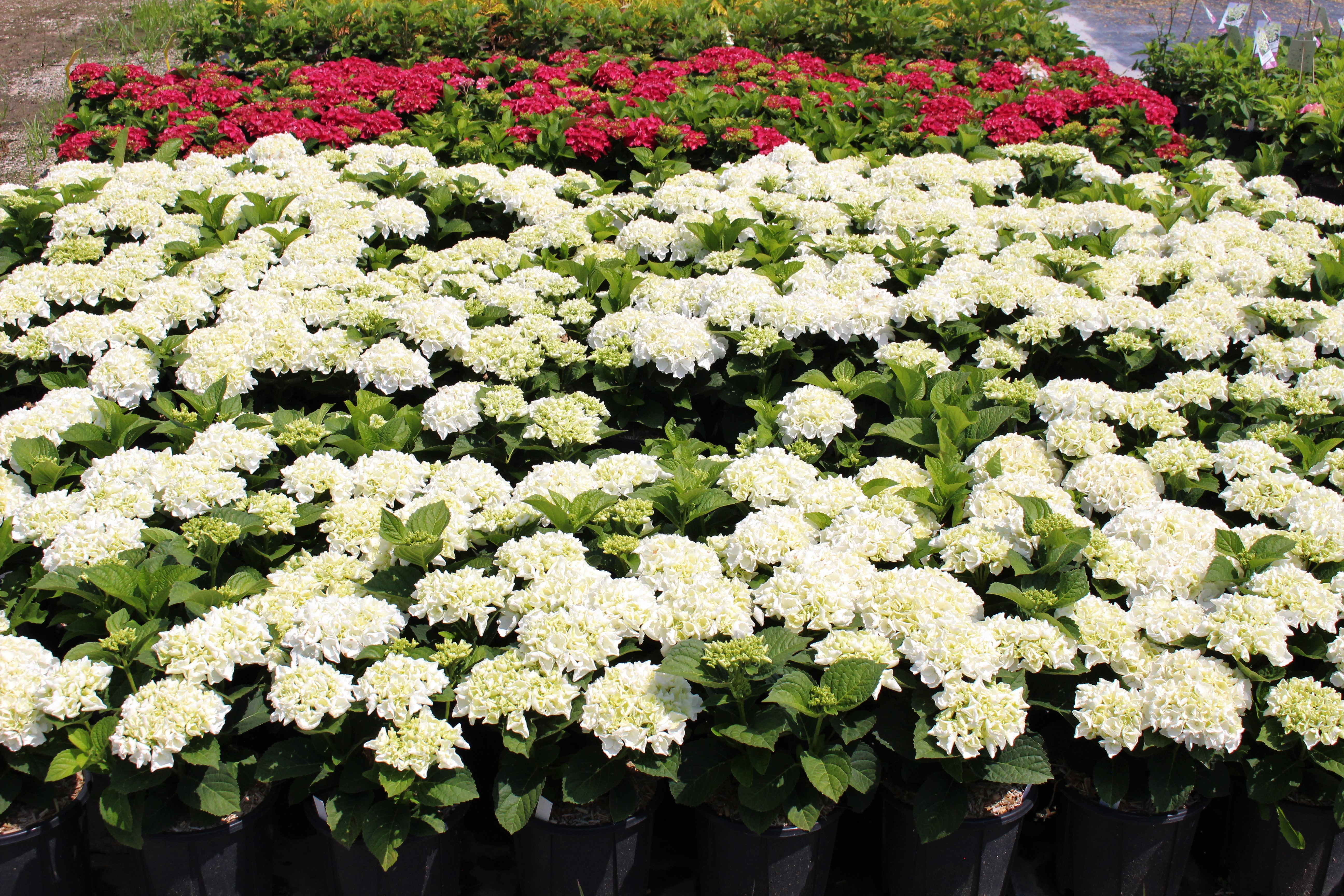 HYDRANGEA MACROPHYLLA ICE GIRL