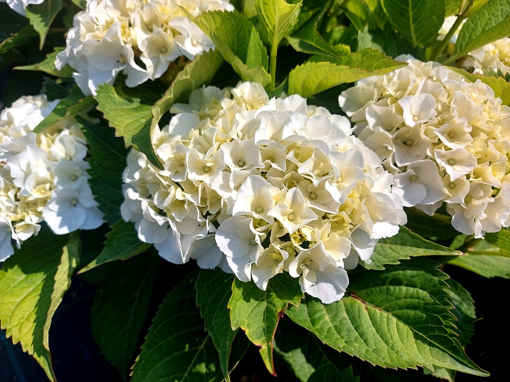 HYDRANGEA MACROPHYLLA ICE GIRL