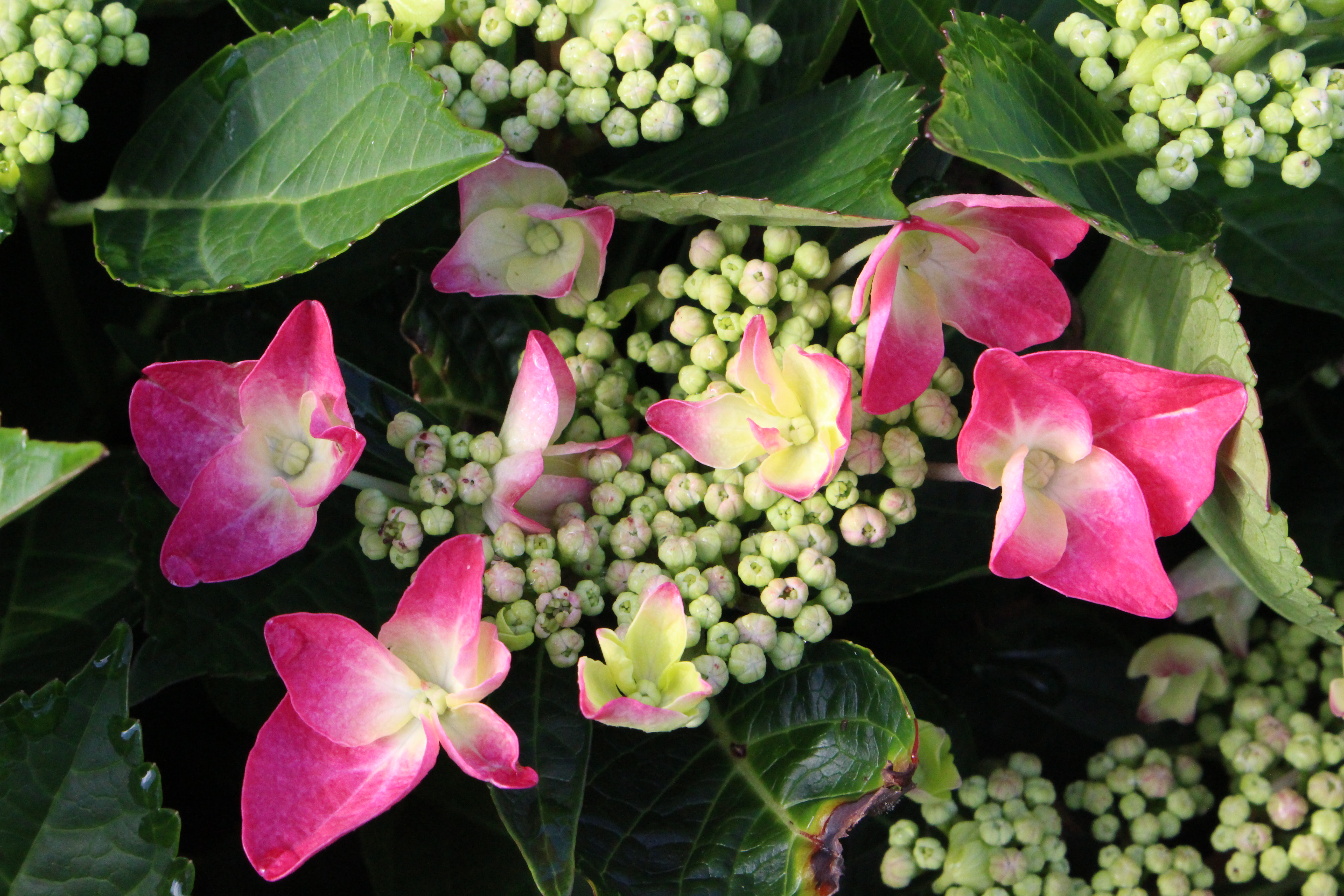HYDRANGEA MACROPHYLLA FRISBEE