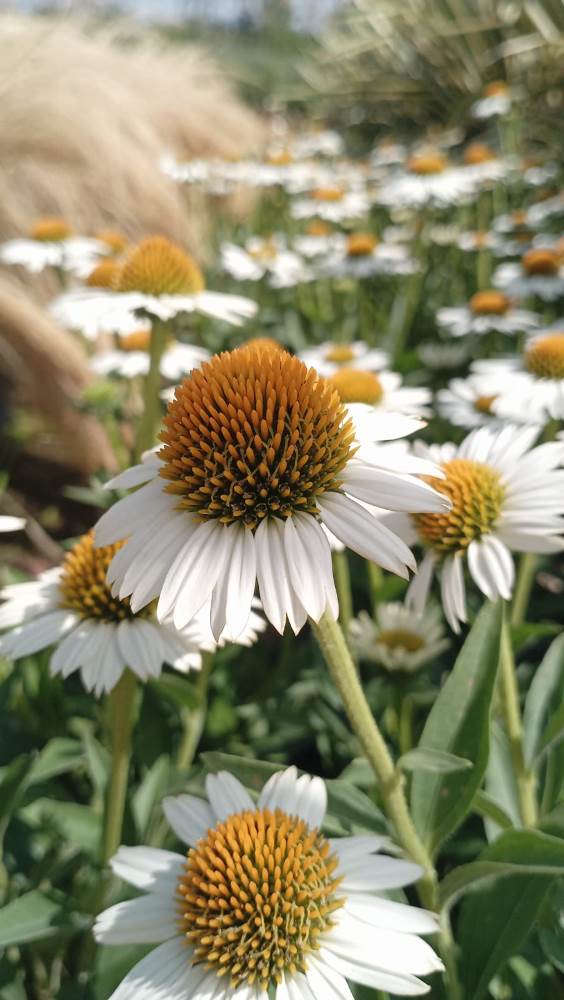 ECHINACEA PURPUREA MEDITATION WITHE