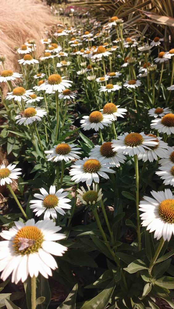ECHINACEA PURPUREA MEDITATION WITHE