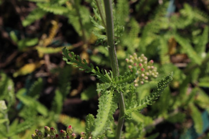 ACHILLEA MILLEFOLIUM SCHNEETALER