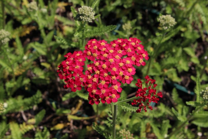 ACHILLEA MILLEFOLIUM SCHNEETALER