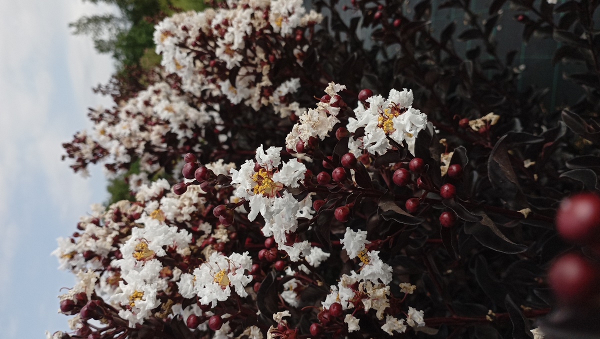 LAGERSTROEMIA BLACK DIAMOND PURE WHITE