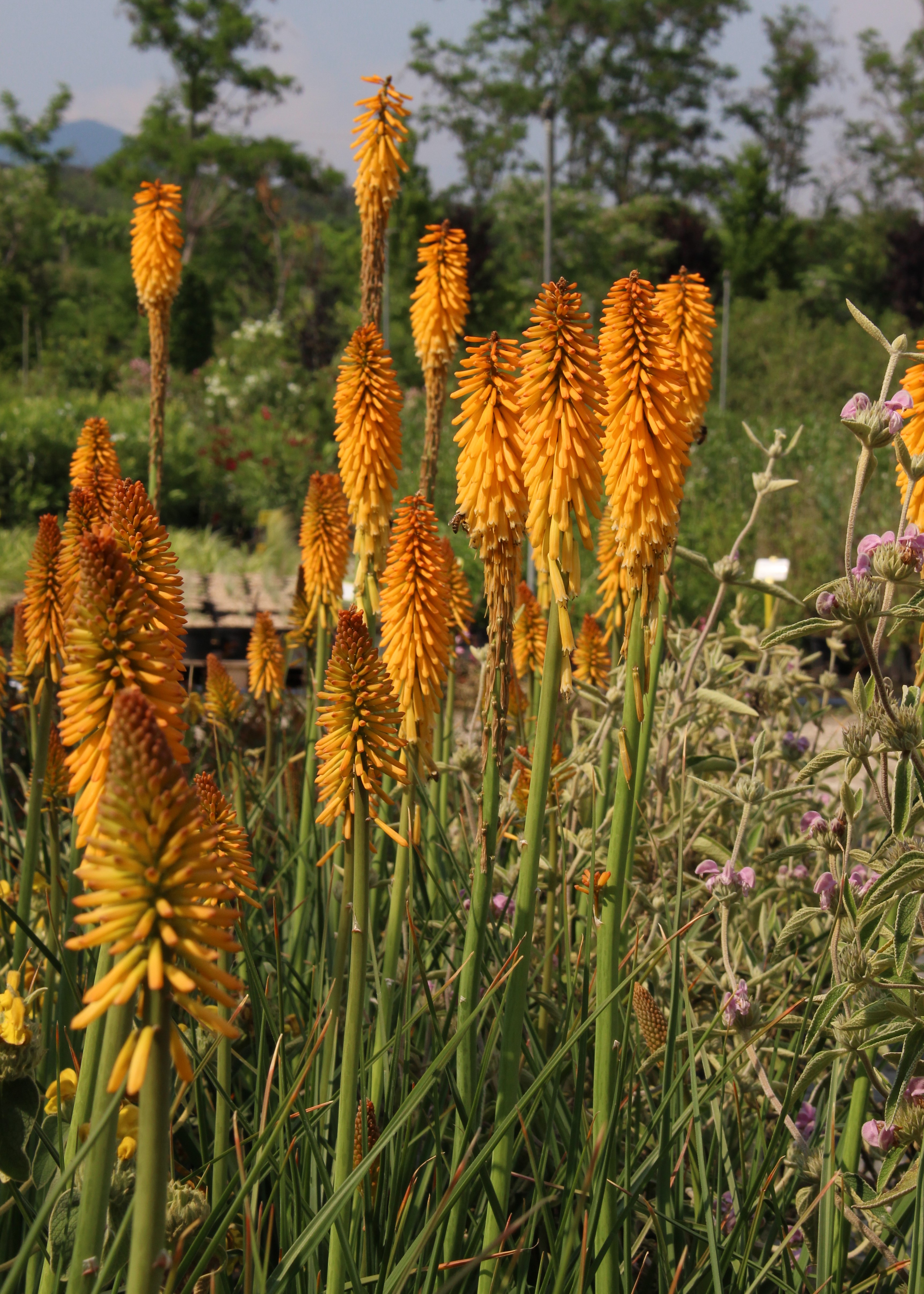 KNIPHOFIA UVARIA ECHO MANGO