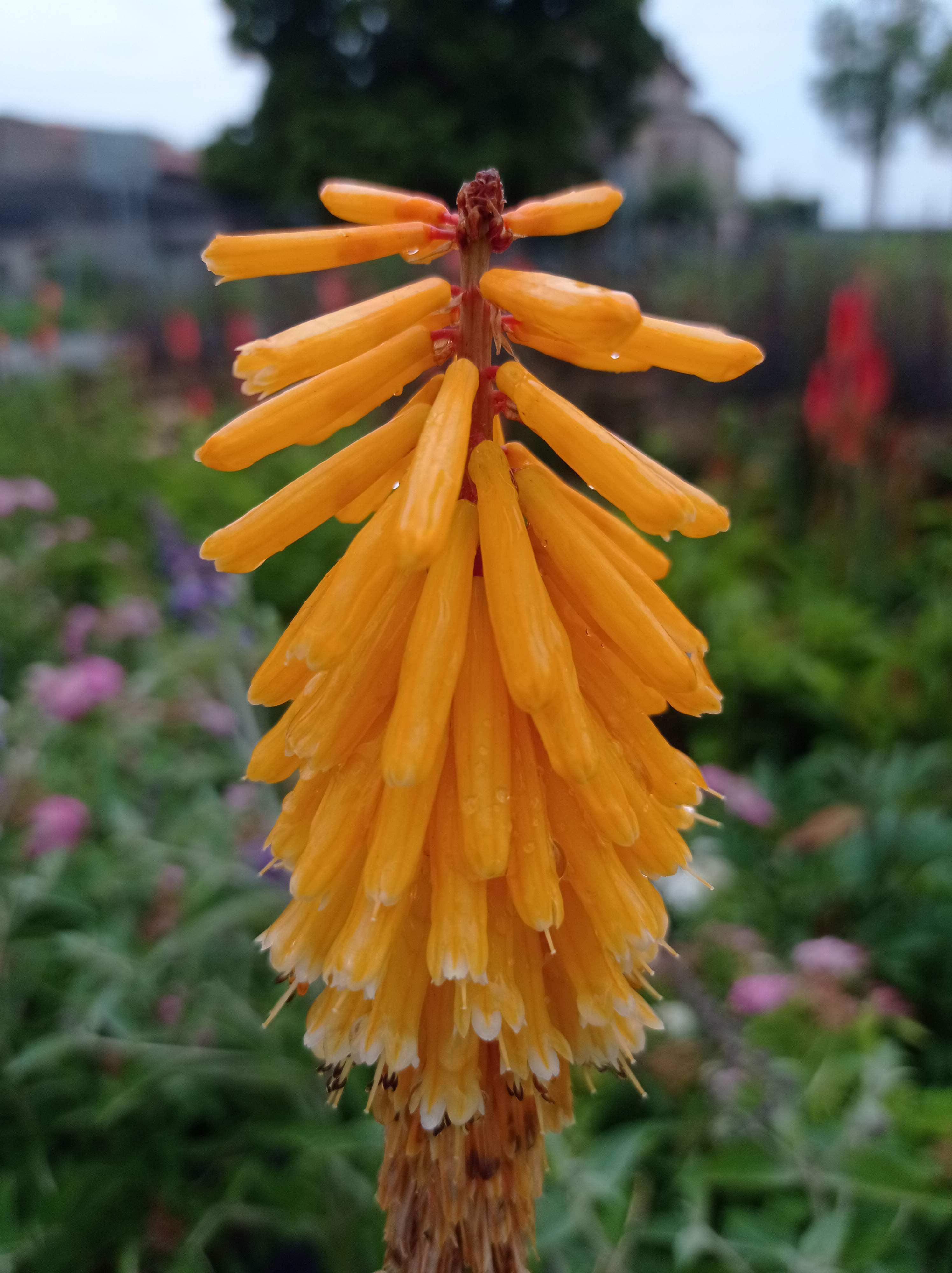 KNIPHOFIA UVARIA ECHO MANGO