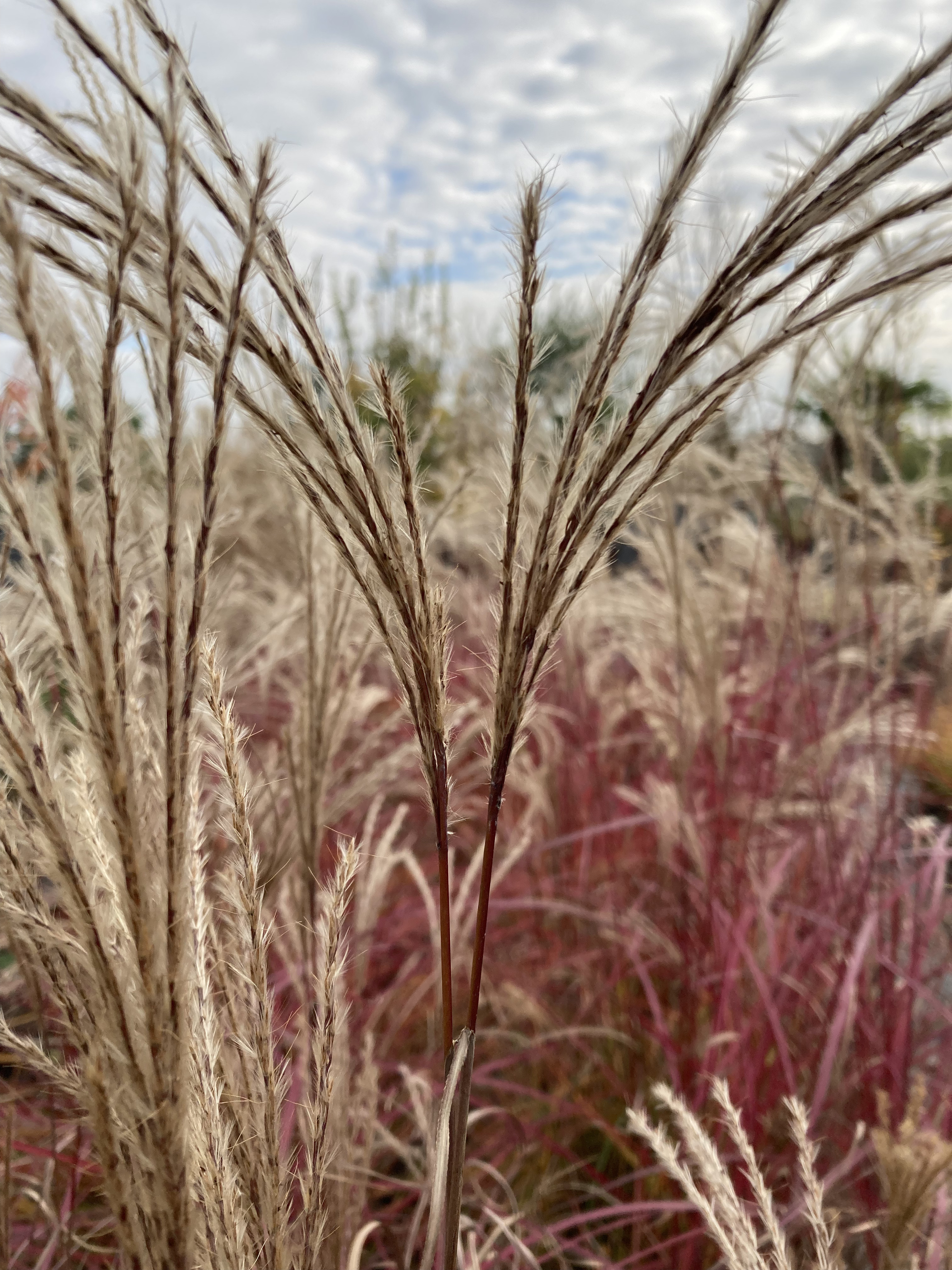 MISCANTHUS SINENSIS RUBY CUTE