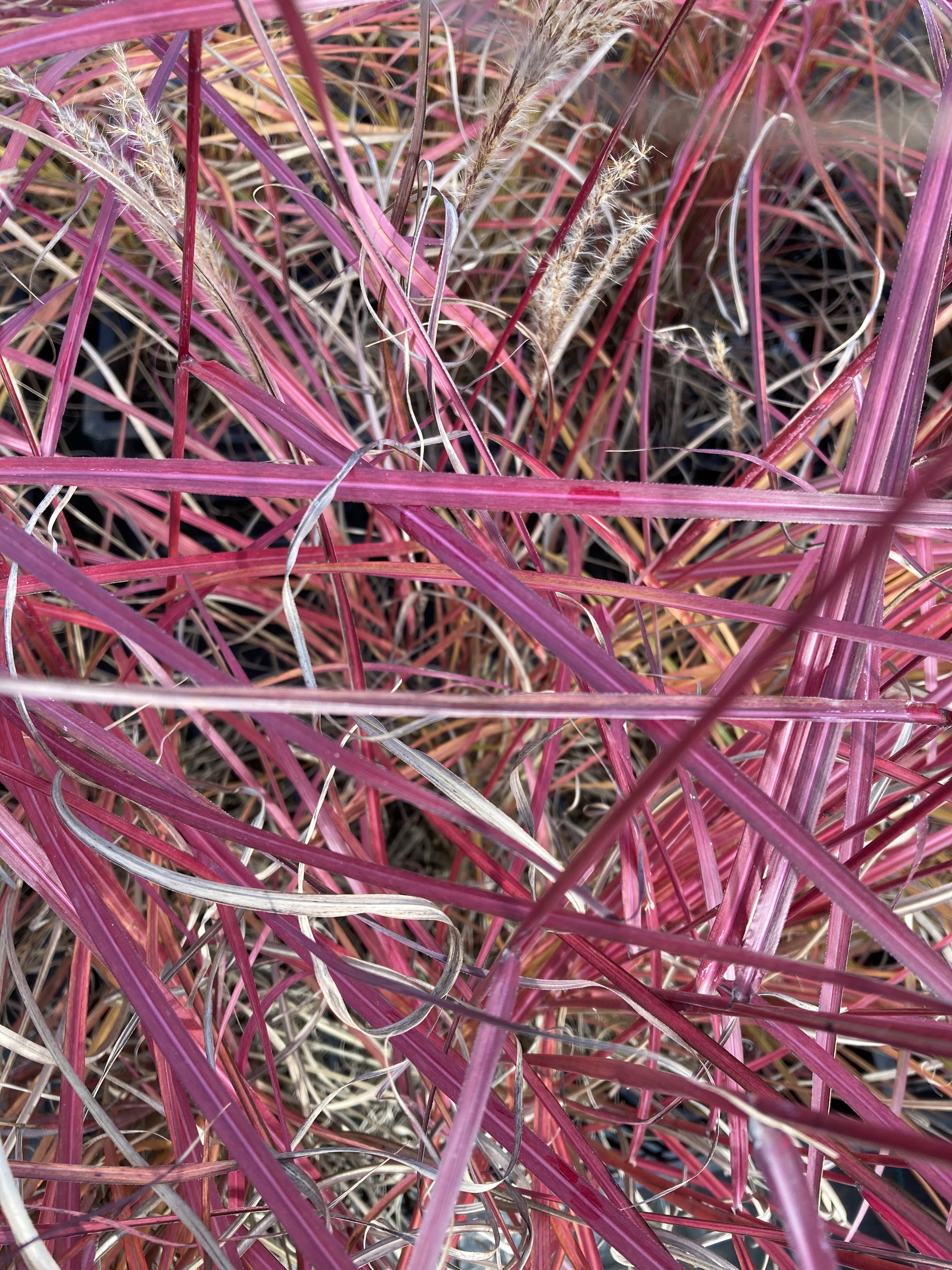 MISCANTHUS SINENSIS RUBY CUTE