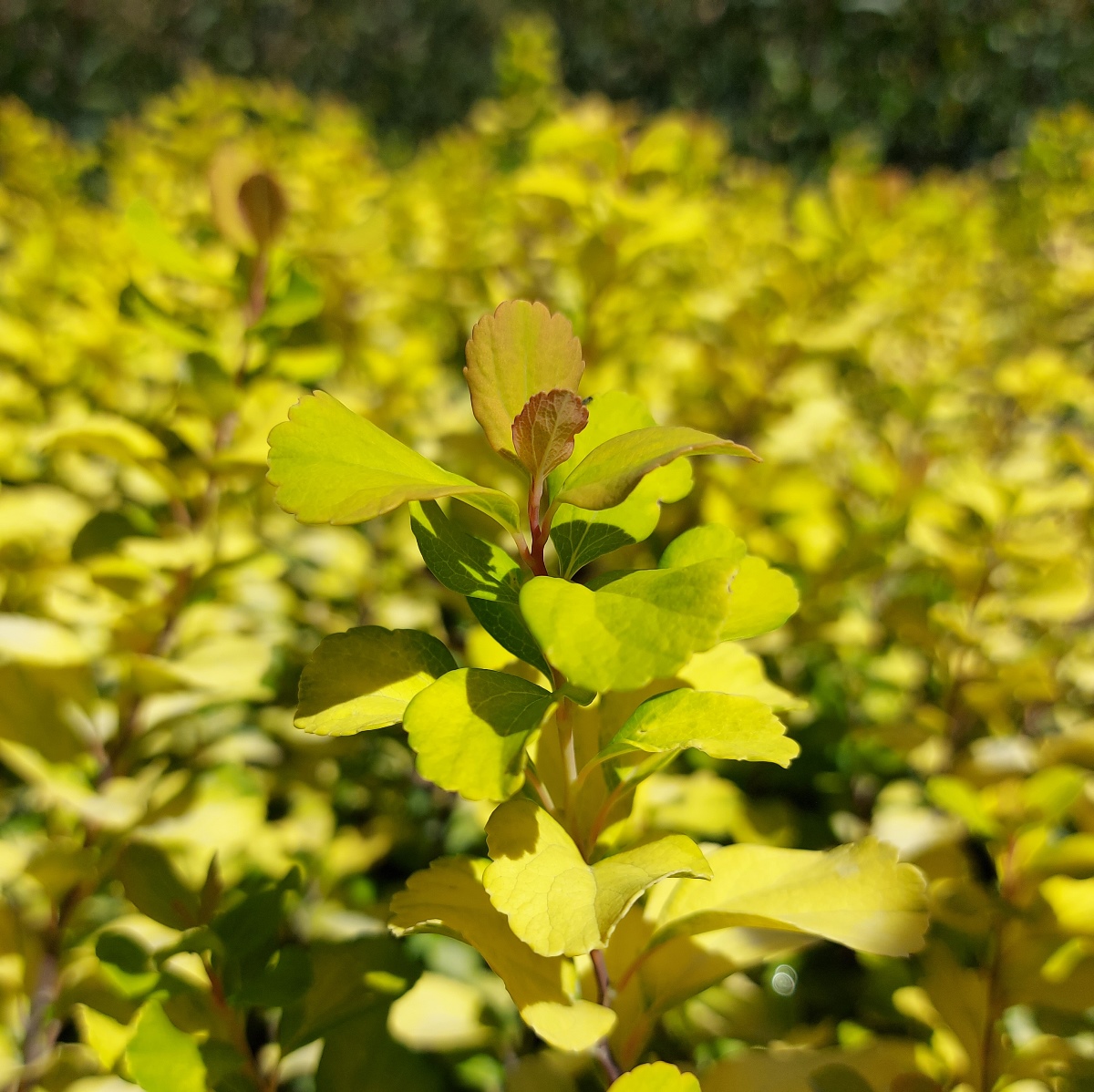 SPIRAEA BETULIFOLIA TOR GOLD