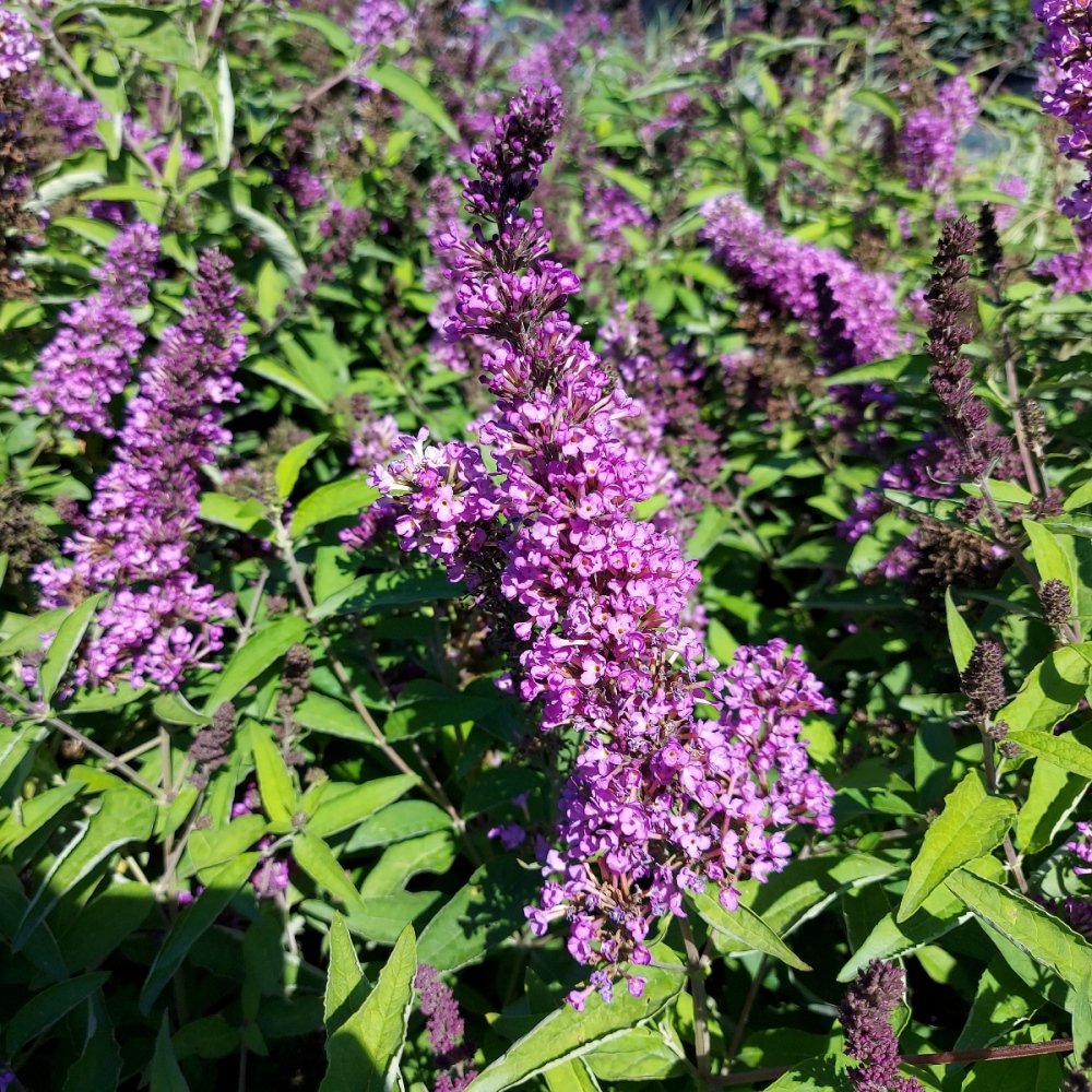 BUDDLEJA DAVIDII TUTTI FRUITTI